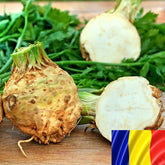 Hectarul - Seminte romanesti de telina DACIA, 2gr, SCDL Buzau